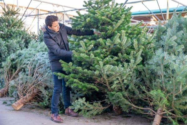 Weihnachtsbaum Auswahl: Schon beim Kauf auf einen frischen Baum achten