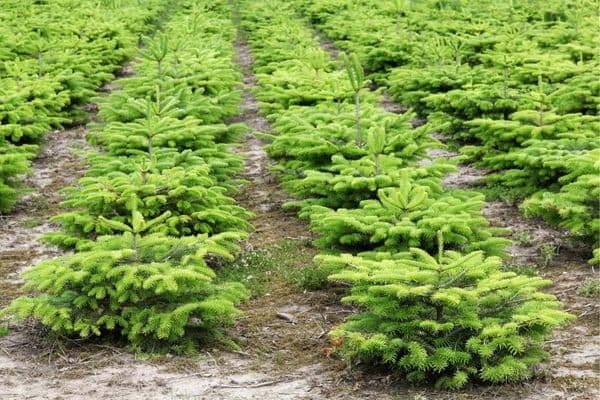 Anbau von Nordmanntannen in einer Weihnachtsbaum Kultur