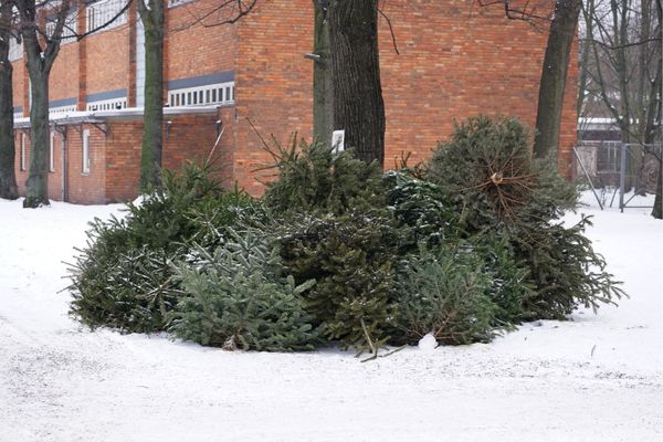 Weihnachtsbäume werden häufig von den regionalen Gemeinden abgeholt